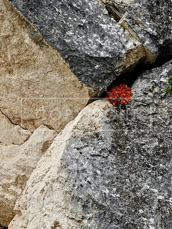 Red Recluse
