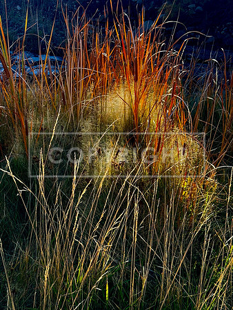 Cattails Spotlit