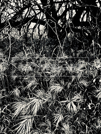 Understory Grass