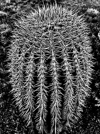 Bulbous Saguaro