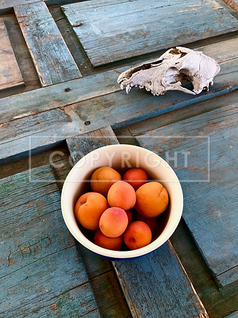 Western Apricots