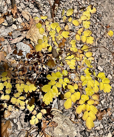 Confetti Gold