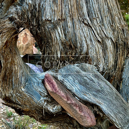 Hole in Juniper
