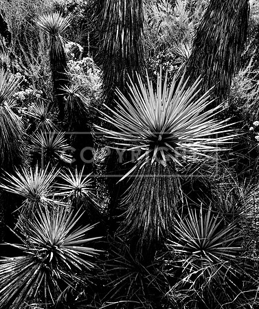 Joshua Tree Bursts