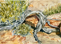 Van's Hike (Ephedra)