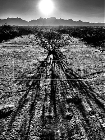Burnt Bush