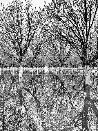 Vanishing Point Pecans