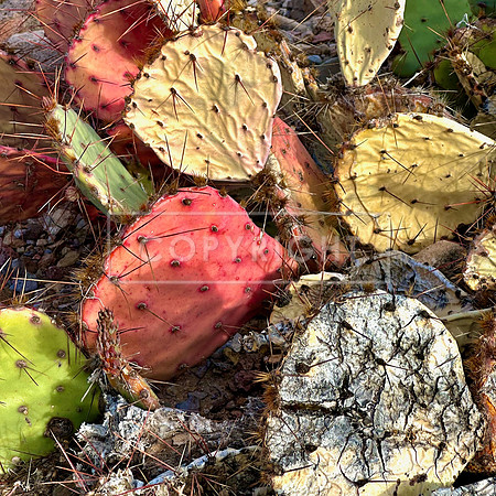 Multi-Colored Prickly