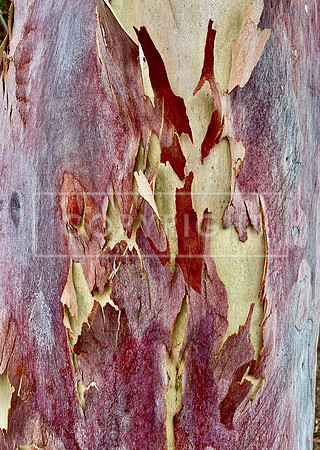 Purple Gum