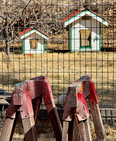 Horses & Dogs