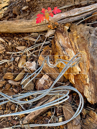 Wild and Wired