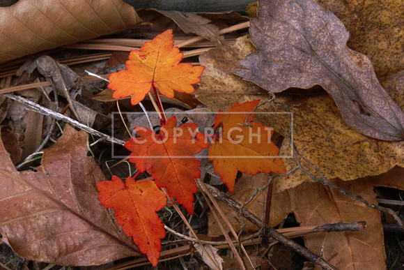 Fall Color