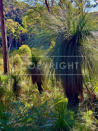 Swamp Sentinels