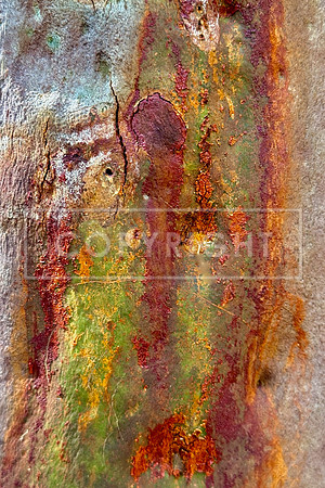 Gosford Gum Verdigris
