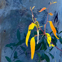 Spotlit Gum Leaves