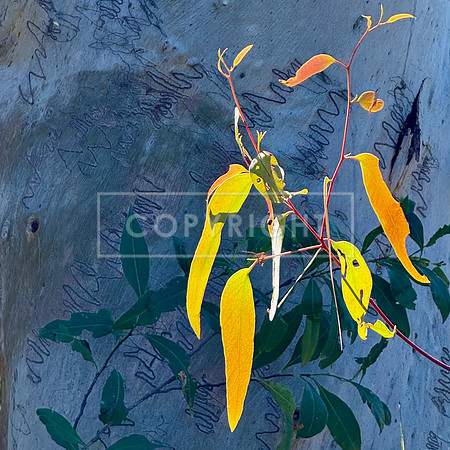 Spotlit Gum Leaves