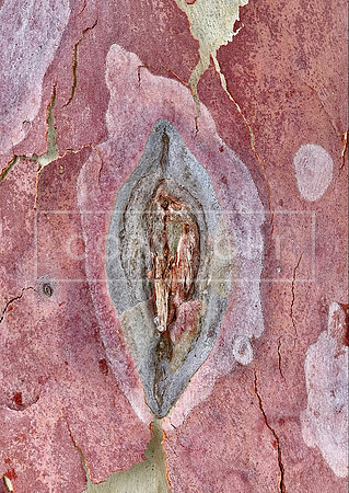 Eucalypt Erotica