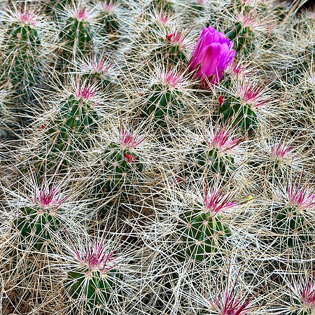 Hedgehog Pink Cluster