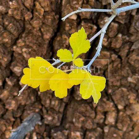 Autumn Gold