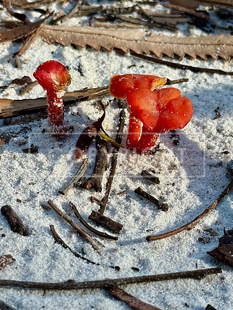 Straddie Sand Survivors