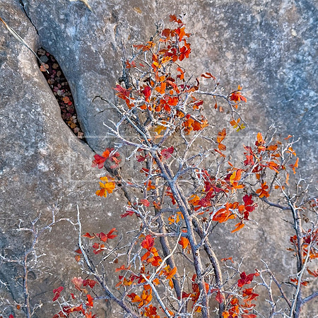 Autumn Bonsai